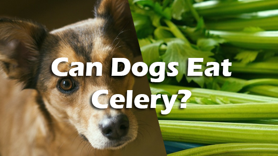 Can dogs eat celery