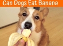 Can Dogs Eat Bananas – Find Whether You Dog Can Eat Bananas or Not