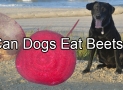 Can Dogs Eat Beets – Find Whether You Dog Can Eat Beets or Not