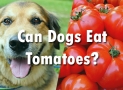 Can Dogs Eat Tomatoes – Find Whether You Dog Can Eat Tomatoes or Not