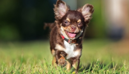 Best Dog Food for Chihuahuas – Top Rated Chihuahua Dog Food