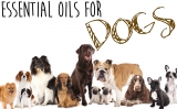 Essential Oils for Dogs – What Essential Oils Are Good for Dogs?