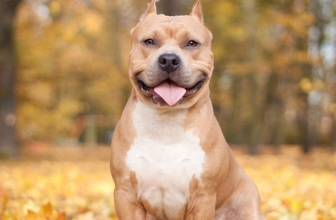 Best Dog Food for Pitbulls – Top Rated Pit Bull Dog Food
