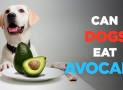 Can Dogs Eat Avocado – Find Whether You Dog Can Eat Avocado or Not