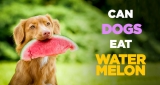 Can Dogs Eat Watermelon – Find Whether You Dog Can Eat Watermelon or Not