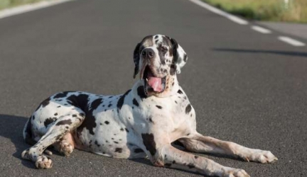 Best Dog Food for Great Danes – Top Rated Great Dane Dog Food
